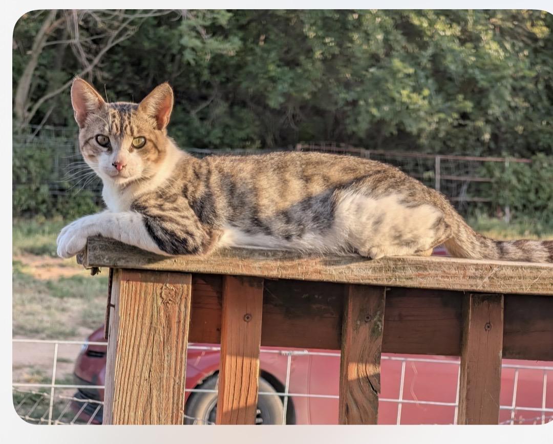 Enlarge Spud, a Adoptable Domestic Short Hair in Dover, OK image 2/2
