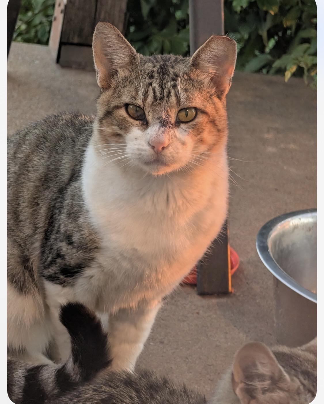 Enlarge Spud, a Adoptable Domestic Short Hair in Dover, OK image 1/2