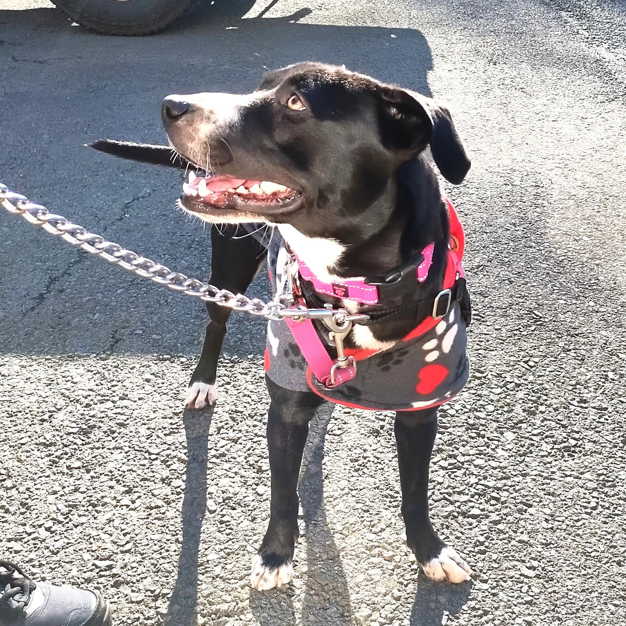 Enlarge Zuzu, an adopted mixed breed in Long Beach, WA image 3/5