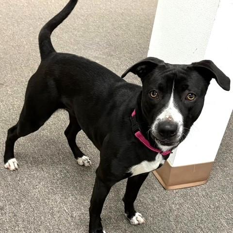 Enlarge Zuzu, an adopted mixed breed in Long Beach, WA image 4/5