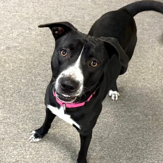 Zuzu, adopted, Young Female Border Collie.