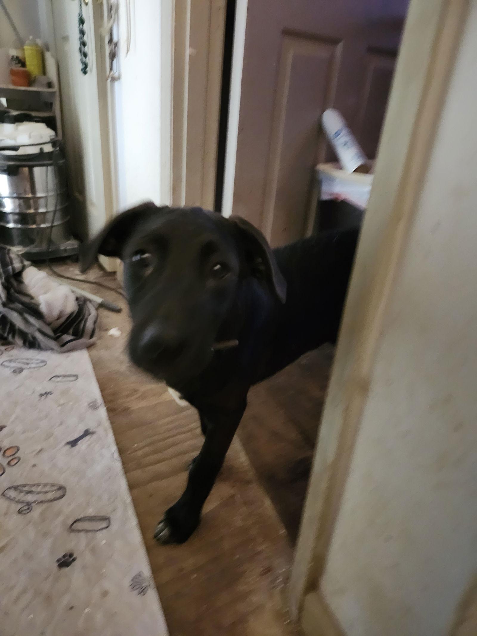 Moana, a Adopted Labrador Retriever in Hartselle, AL image 1/3