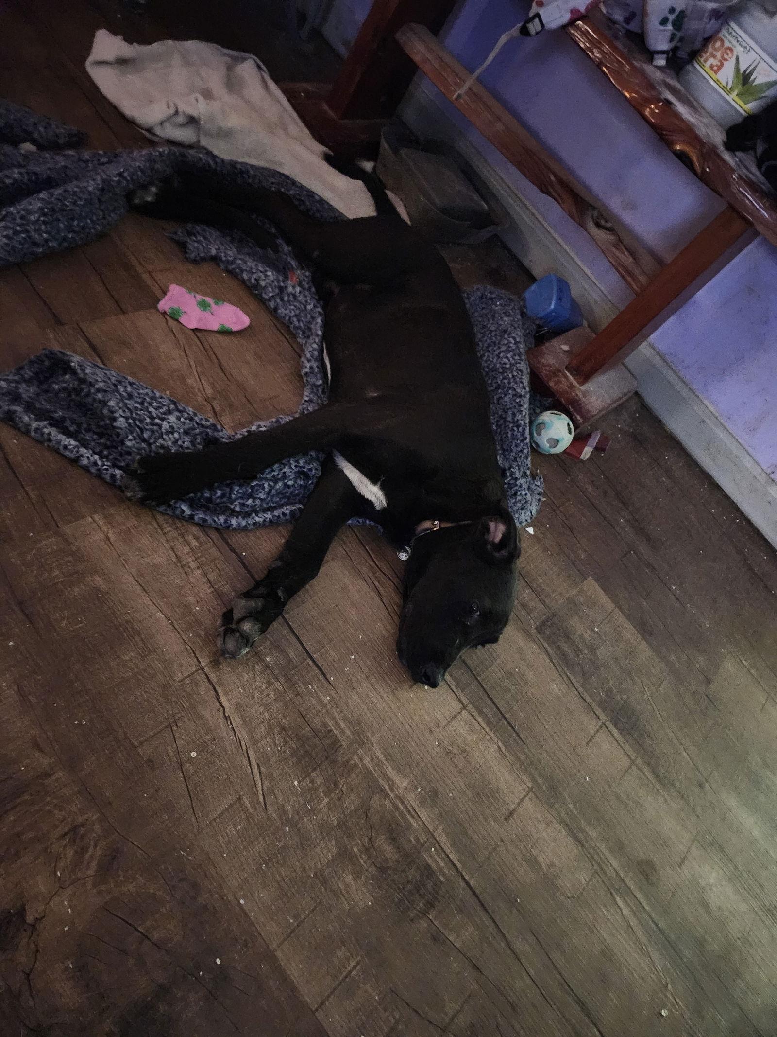 Moana, a Adopted Labrador Retriever in Hartselle, AL image 2/3