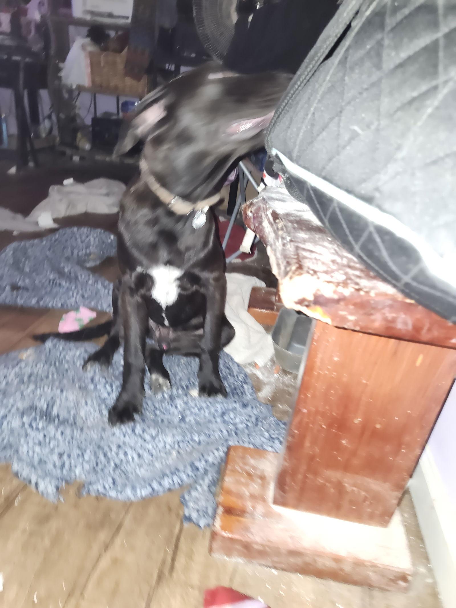 Moana, a Adopted Labrador Retriever in Hartselle, AL image 3/3