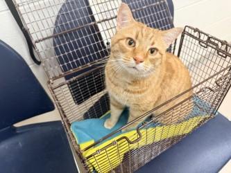 Chicken, Adoptable, Adult Male Domestic Short Hair & Domestic Short Hair.