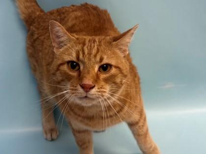 Enlarge Chicken, a Adoptable mixed breed in Woodbury, MN image 2/2