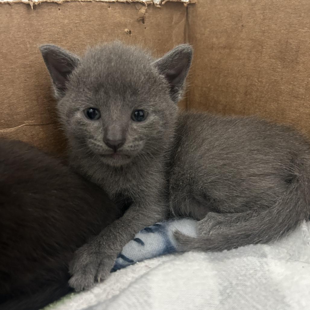 Sprout, Adoptable, Kitten Male Domestic Short Hair.