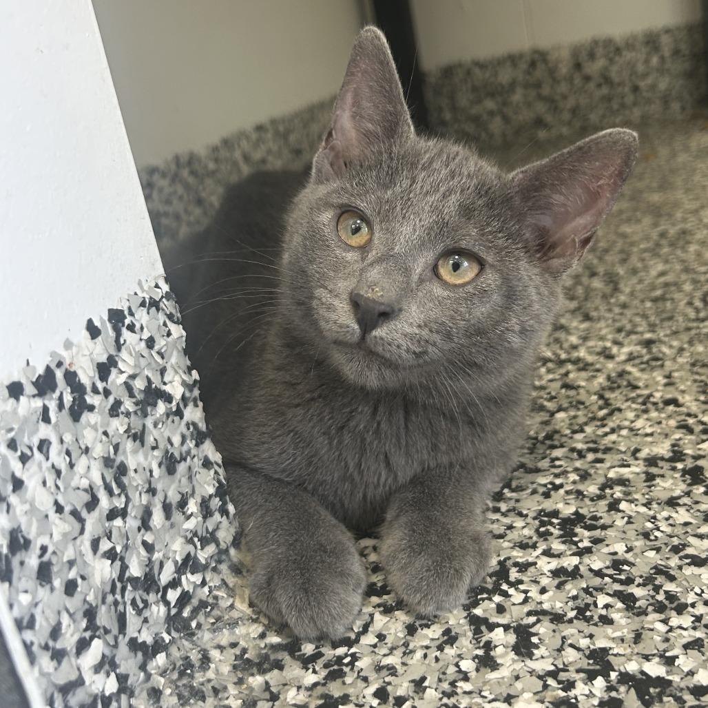 Sprout, a Adoptable Domestic Short Hair in St. Louis, MO image 3/6