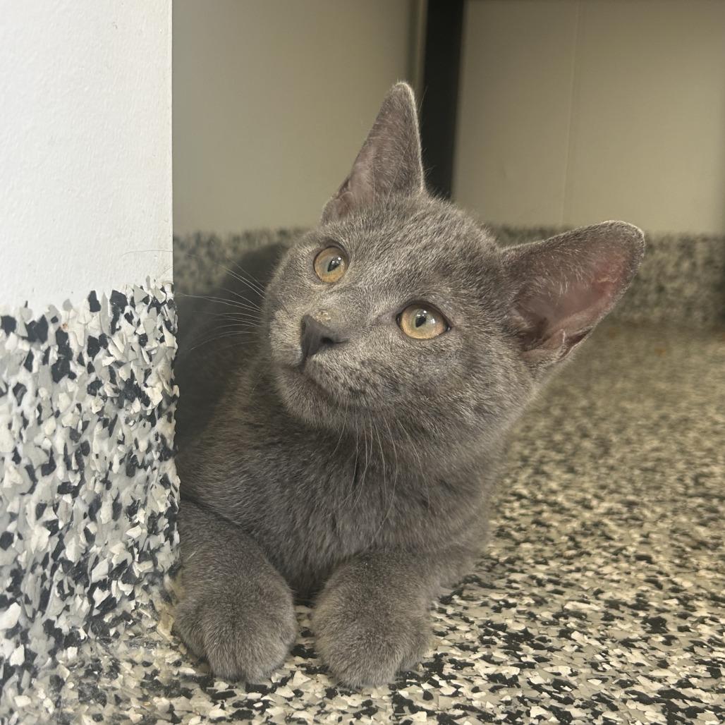 Sprout, a Adoptable Domestic Short Hair in St. Louis, MO image 4/6