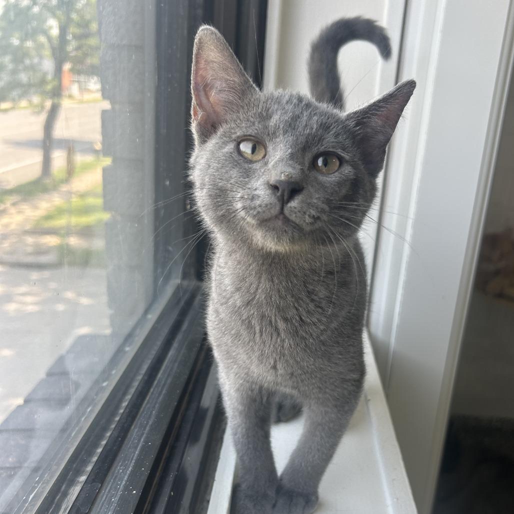 Sprout, Adoptable, Kitten Male Domestic Short Hair.