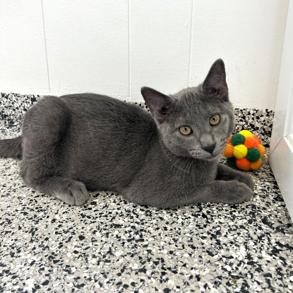Sprout, a Adoptable Domestic Short Hair in St. Louis, MO image 5/6