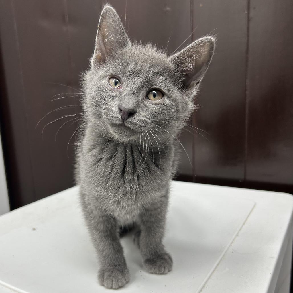 Sprout, a Adoptable Domestic Short Hair in St. Louis, MO image 6/6
