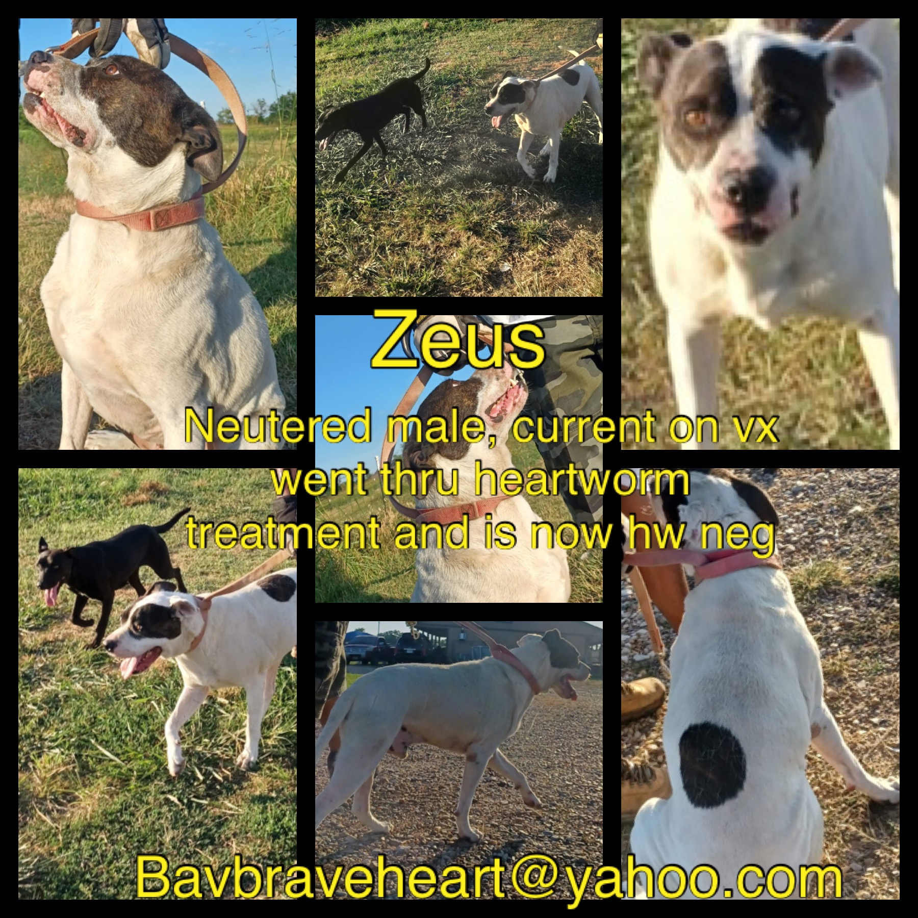 Zeus, Adult Male unknown