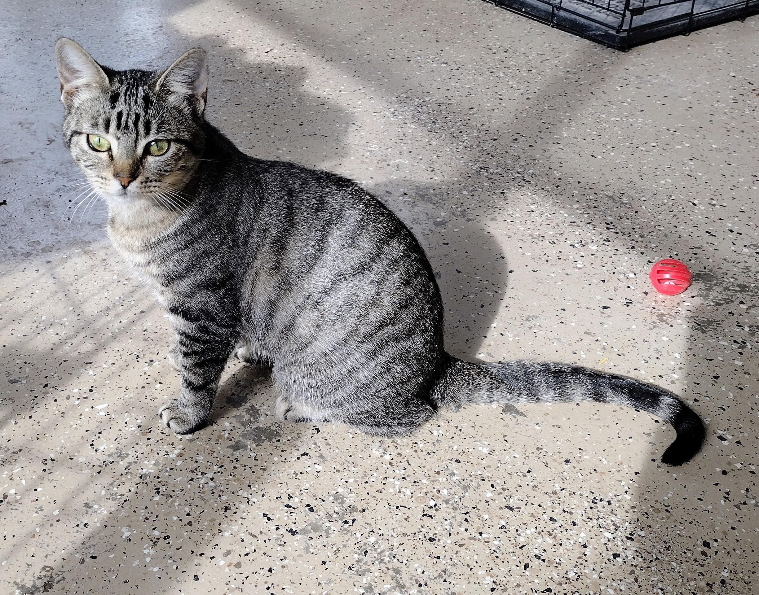 Enlarge Lydia, an adopted Domestic Short Hair in Mineola, TX image 1/1