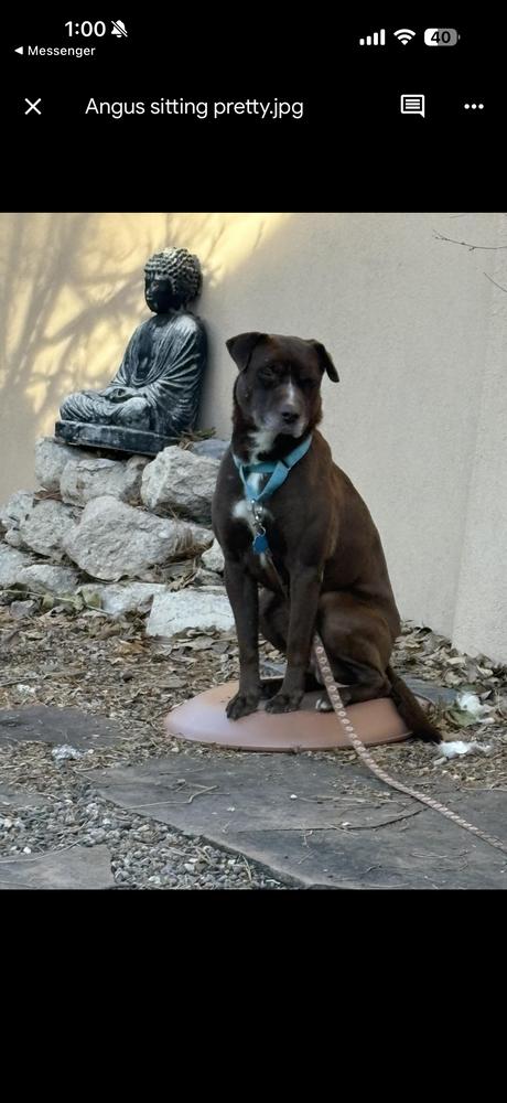 Enlarge Angus, a Adoptable mixed breed in Aurora, CO image 2/6