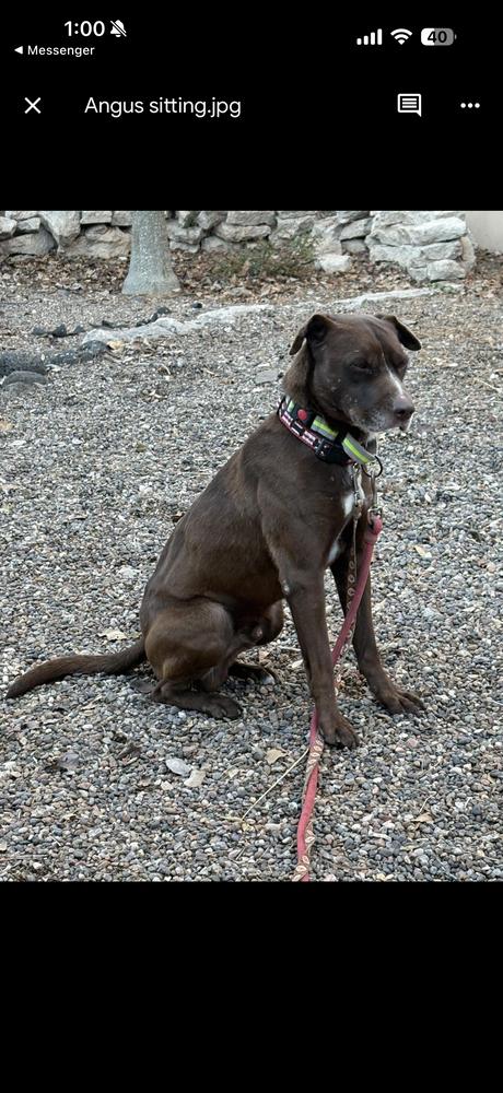 Enlarge Angus, a Adoptable mixed breed in Aurora, CO image 5/6
