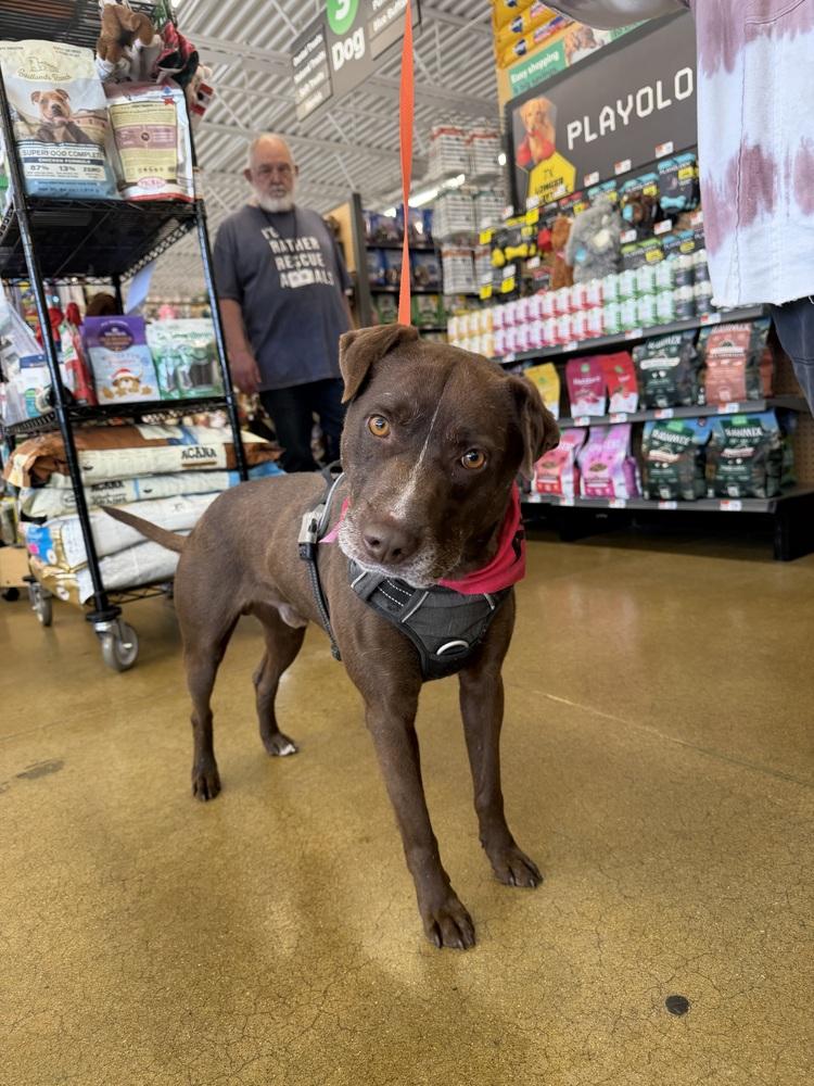 Enlarge Angus, a Adoptable mixed breed in Aurora, CO image 6/6
