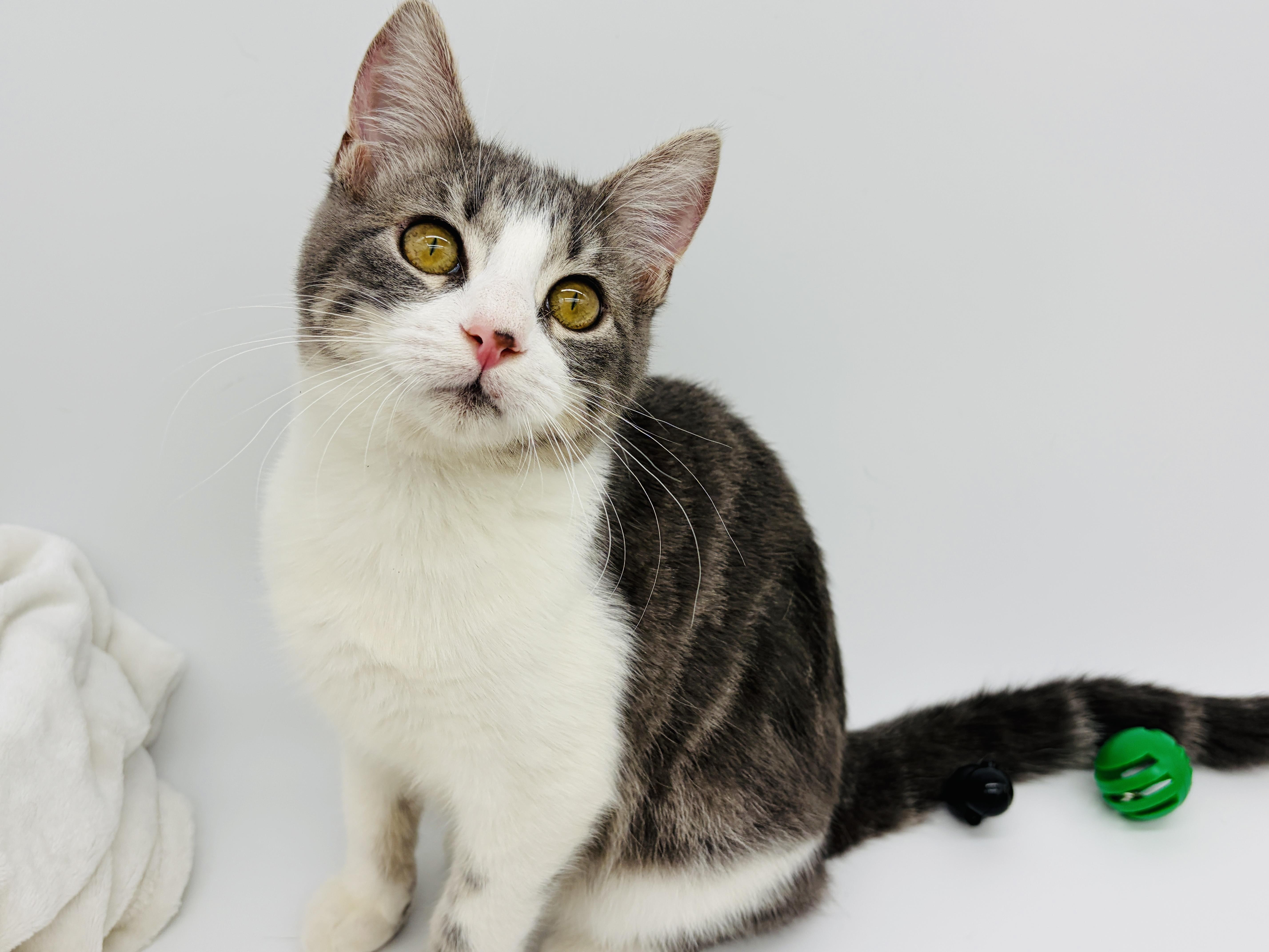 Enlarge Sweet P & Nuka, a Adoptable Domestic Short Hair in Brattleboro, VT image 2/6