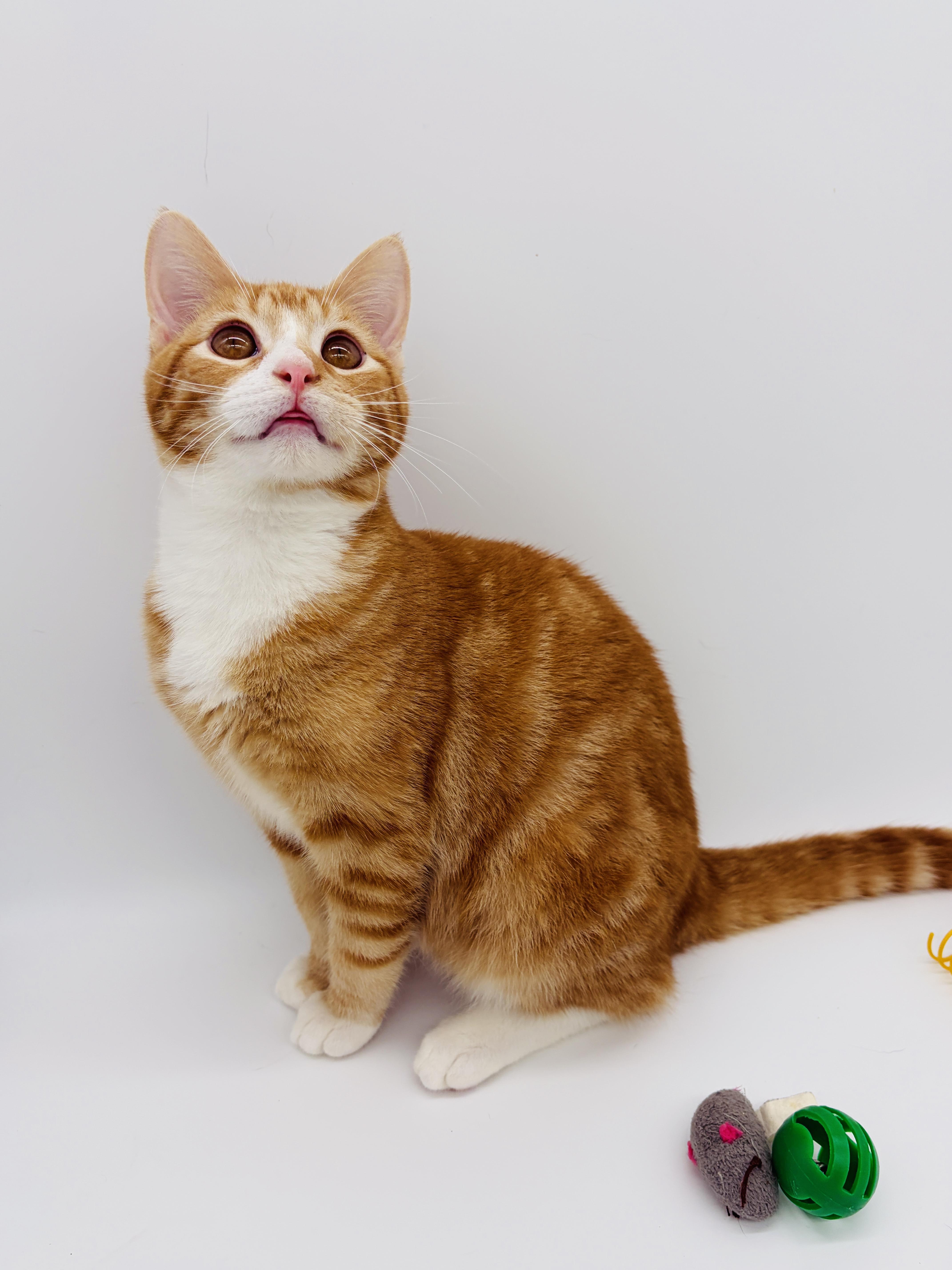 Enlarge Sweet P & Nuka, a Adoptable Domestic Short Hair in Brattleboro, VT image 1/6