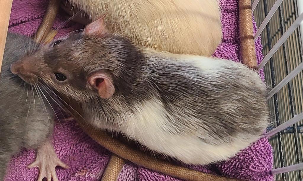 Agnes, Adoptable, Young Female Rat.