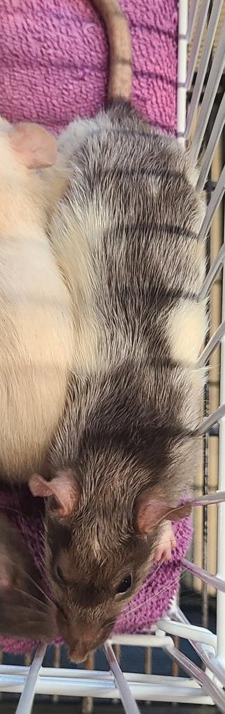 Enlarge Agnes, a Adoptable Rat in Portland, IN image 2/3