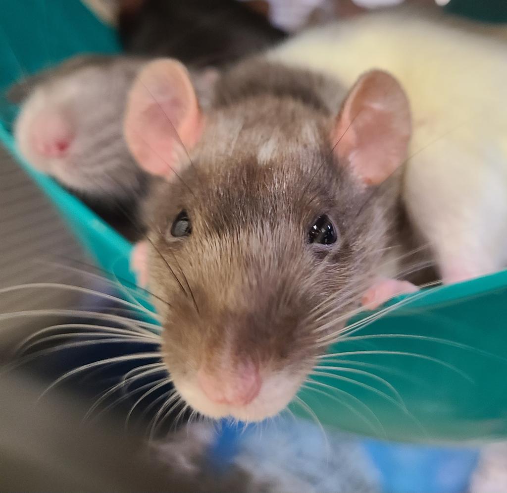 Enlarge Agnes, a Adoptable Rat in Portland, IN image 3/3