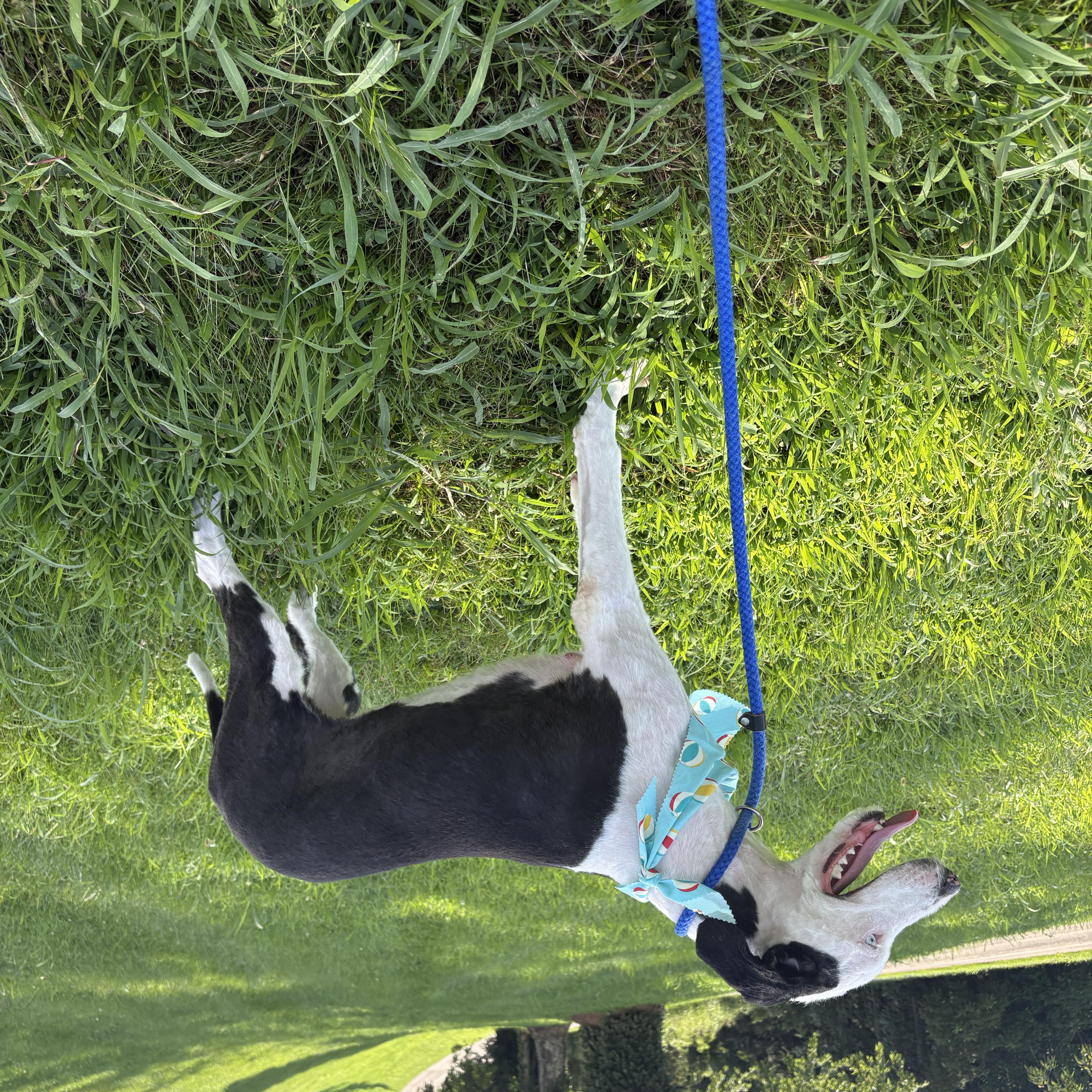 Enlarge Maxine, a ADOPTABLE mixed breed in Bardstown, KY image 2/4