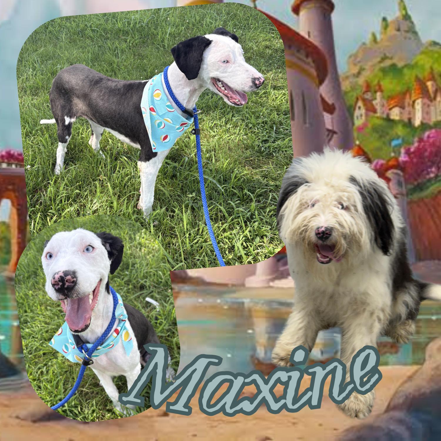 Enlarge Maxine, a ADOPTABLE mixed breed in Bardstown, KY image 4/4