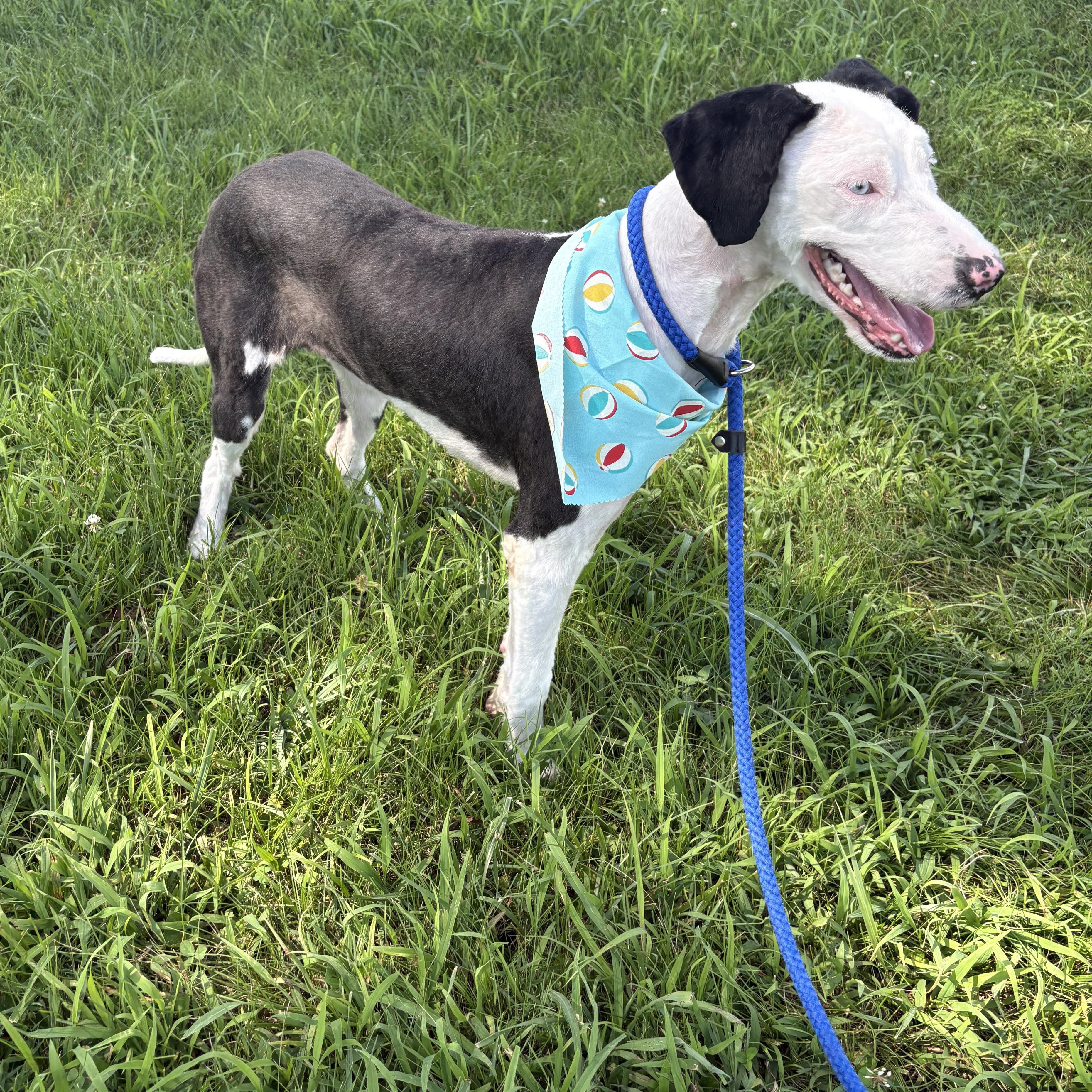 Enlarge Maxine, a ADOPTABLE mixed breed in Bardstown, KY image 3/4