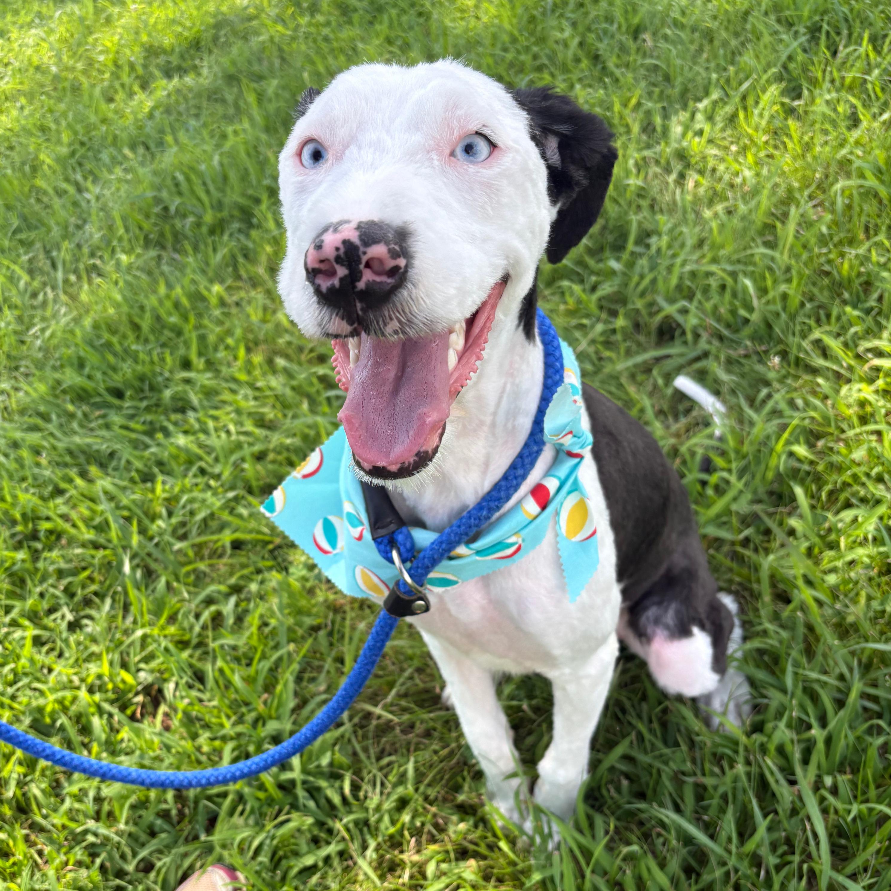 Maxine, ADOPTABLE, Young Female Sheepadoodle.