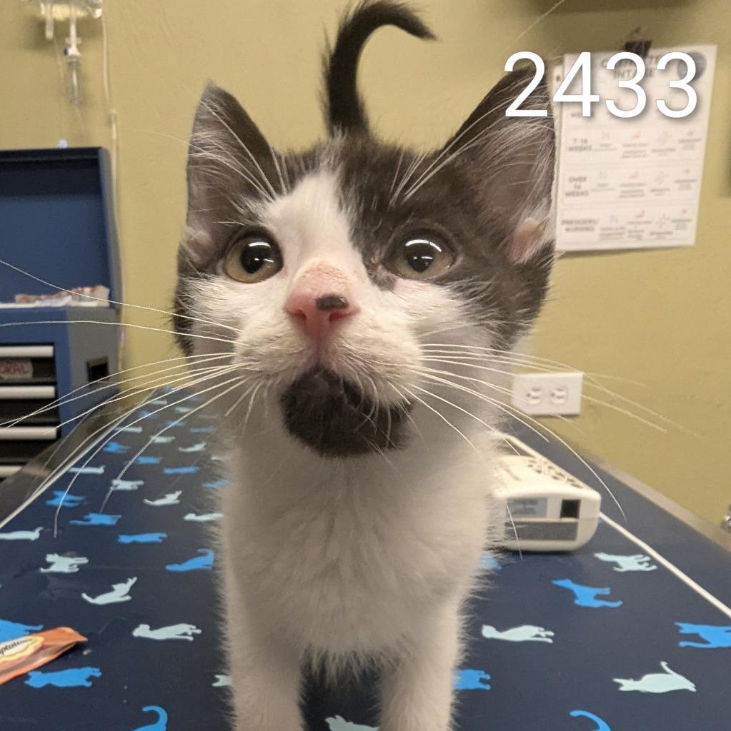 Radiator, Adoptable, Kitten Male Domestic Short Hair.