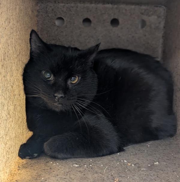 Enlarge Bells and Whistles - FIV+, a Adoptable mixed breed in Richmond, VA image 2/5