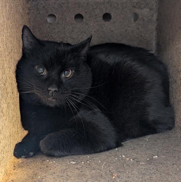 Enlarge Bells and Whistles - FIV+, a Adoptable mixed breed in Richmond, VA image 5/5