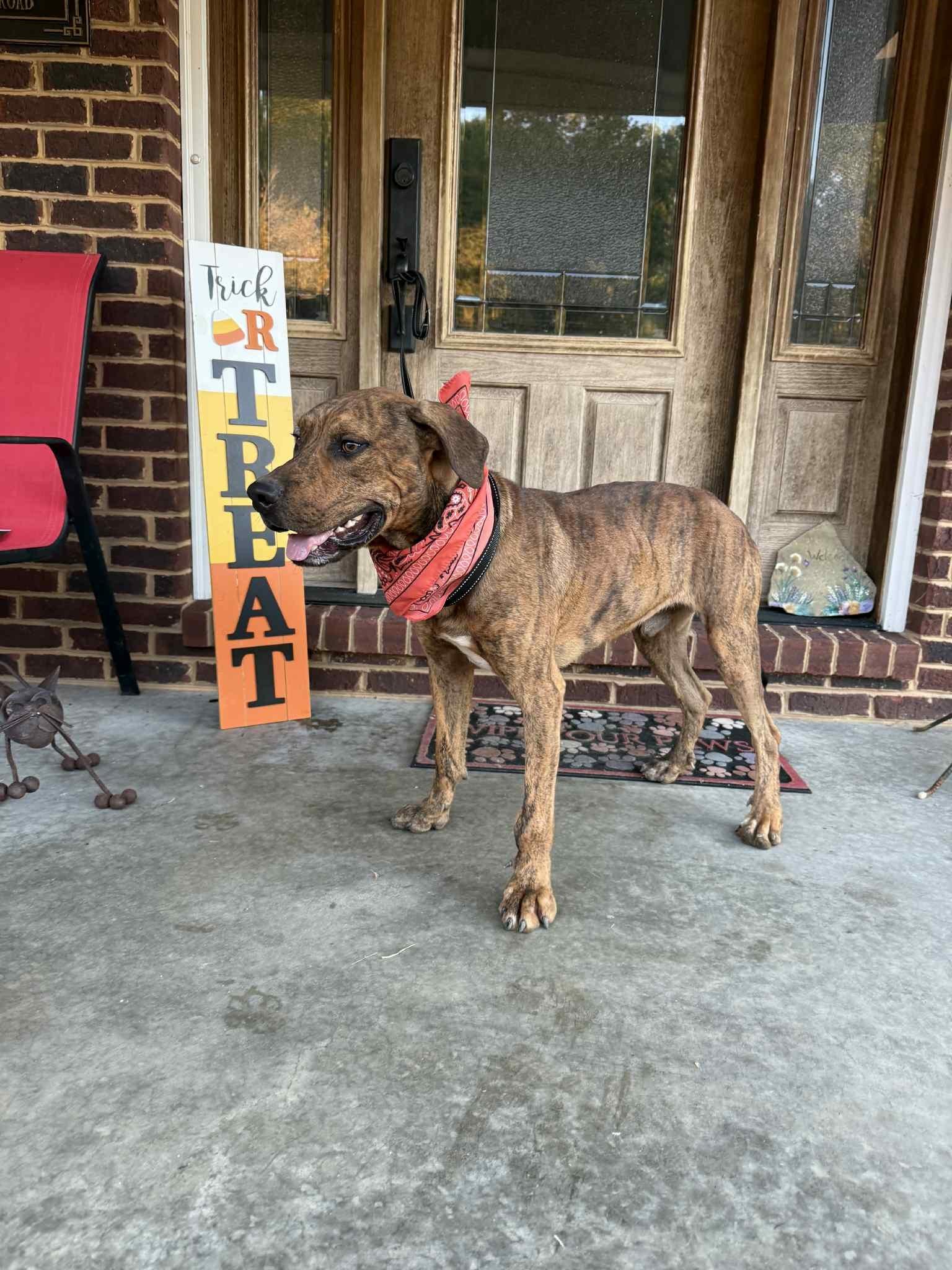 Enlarge Gus, a Adoptable mixed breed in Homer Glen, IL image 1/3