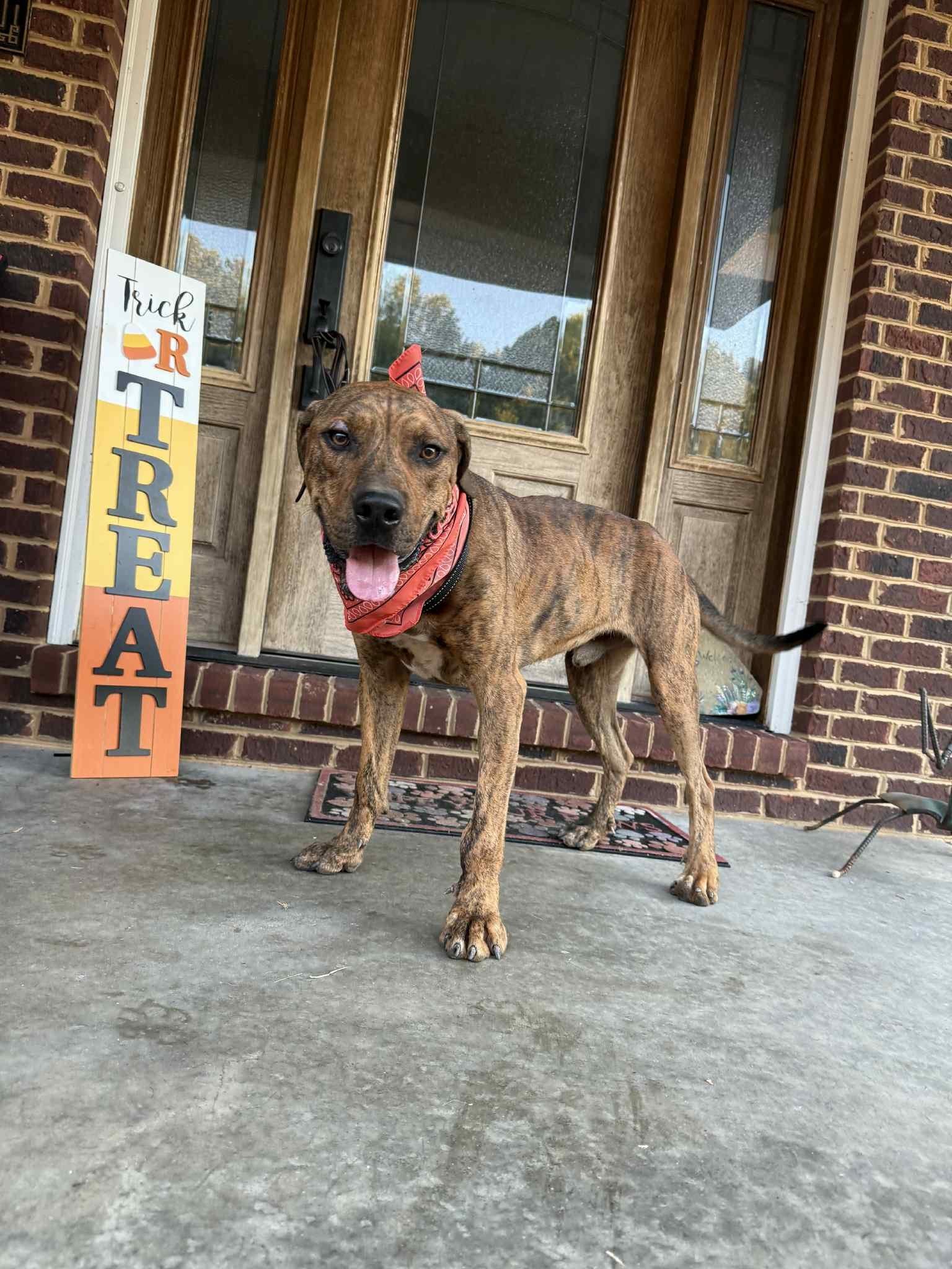 Gus, Adoptable, Adult Male Plott Hound & Pit Bull Terrier.