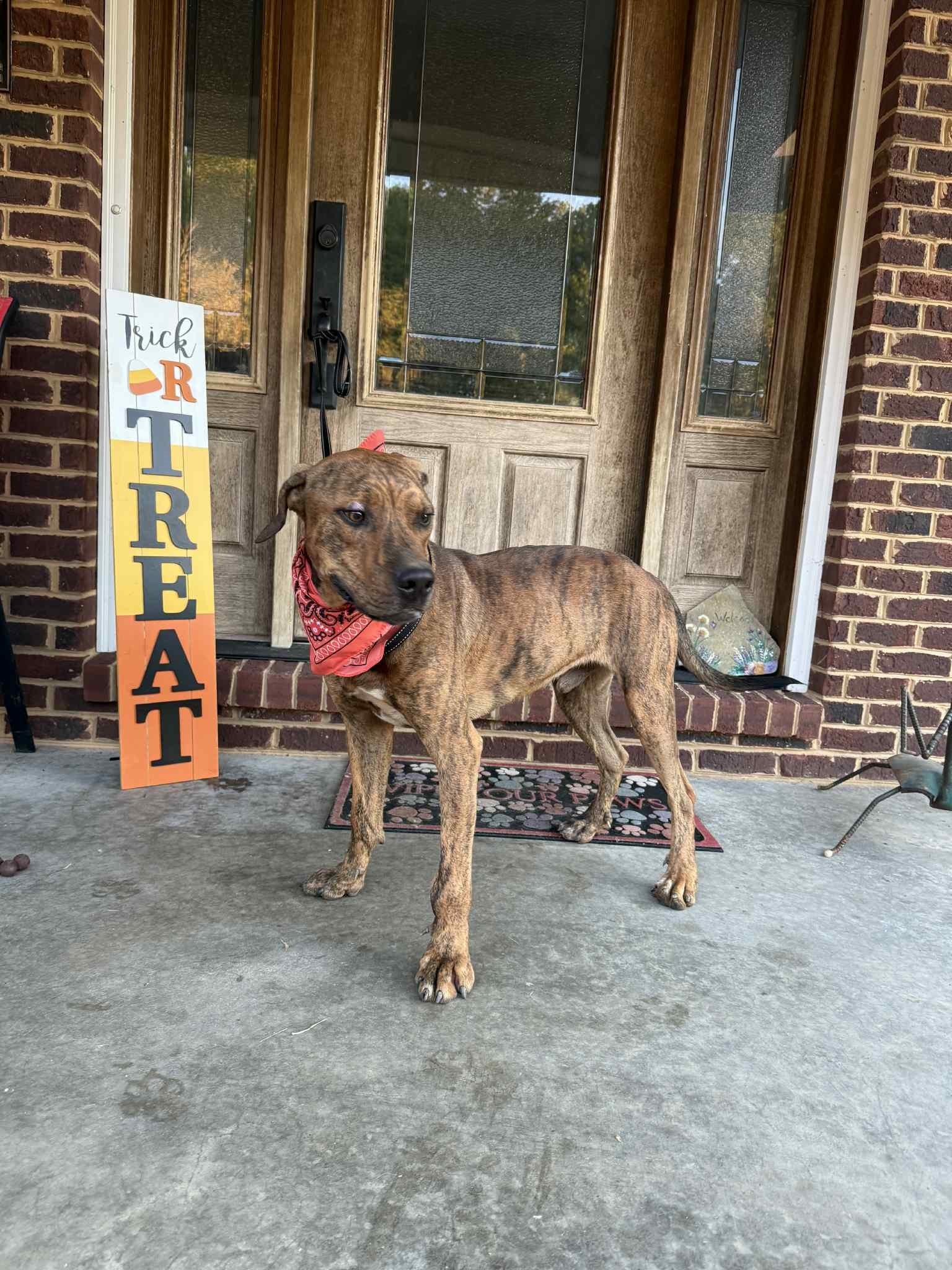 Enlarge Gus, a Adoptable mixed breed in Homer Glen, IL image 3/3