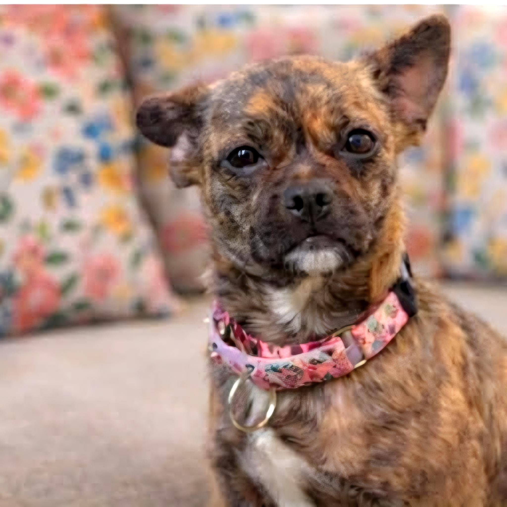 Enlarge MOLLY, a ADOPTABLE mixed breed in Evansville, WI image 2/4