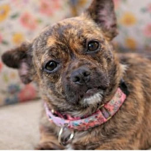 Enlarge MOLLY, a ADOPTABLE mixed breed in Evansville, WI image 4/4