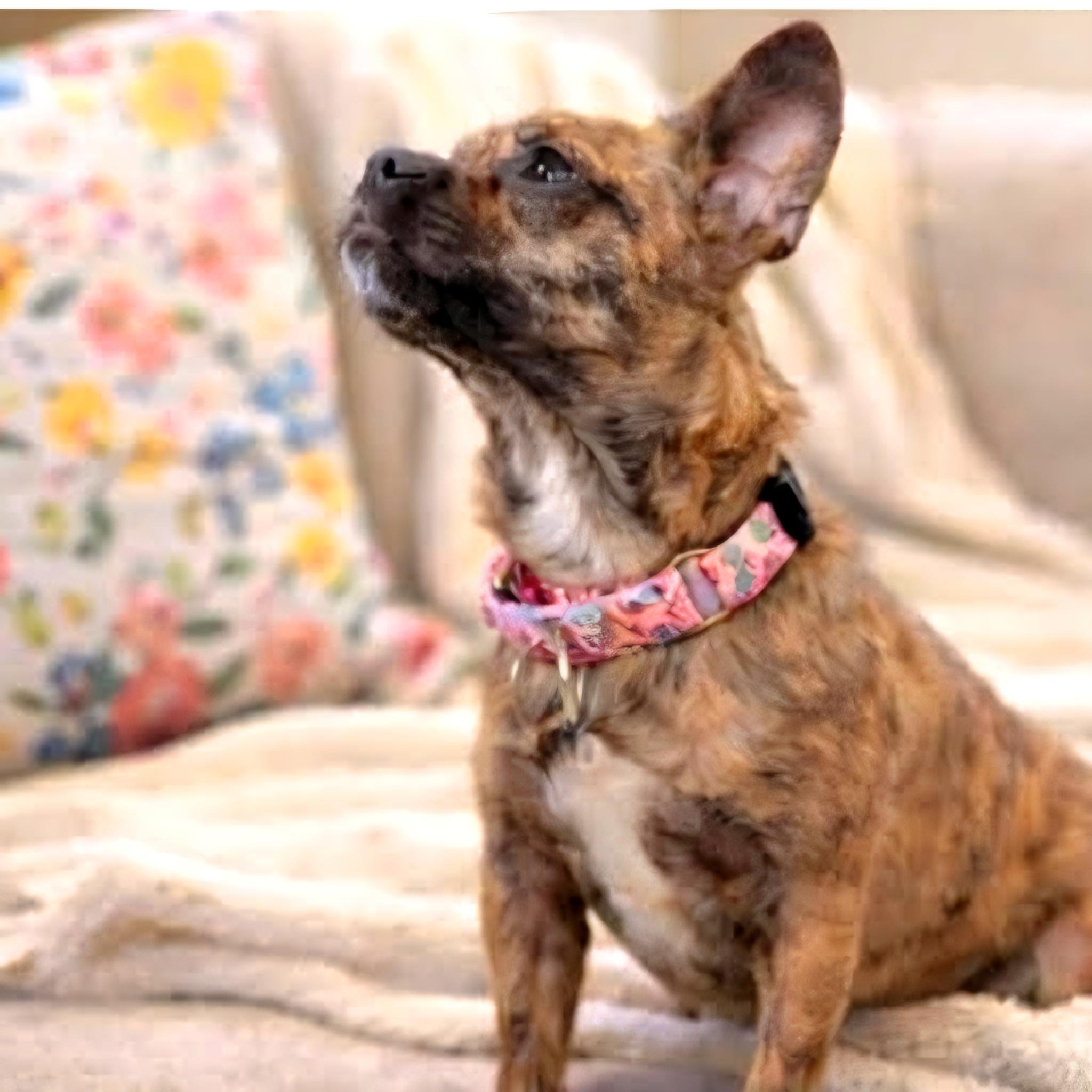 Enlarge MOLLY, a ADOPTABLE mixed breed in Evansville, WI image 3/4