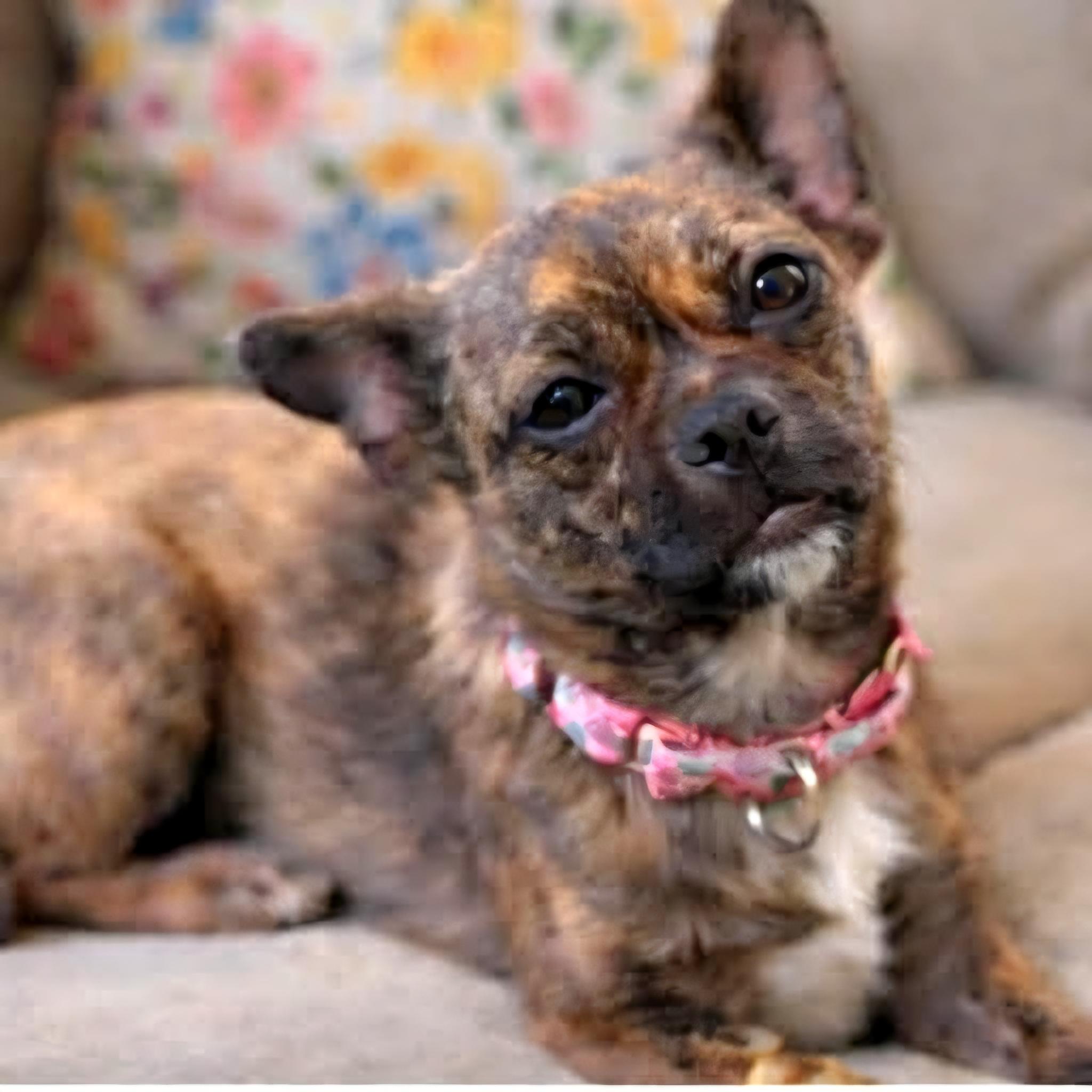 MOLLY, ADOPTABLE, Young Female Pug & Chihuahua.