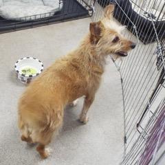 Waffles, an adopted Terrier in Green Valley, AZ image 3/3