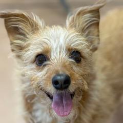 Waffles, adopted, Adult Female Terrier.