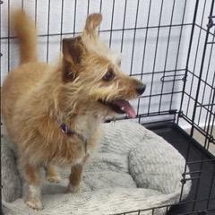 Waffles, an adopted Terrier in Green Valley, AZ image 2/3