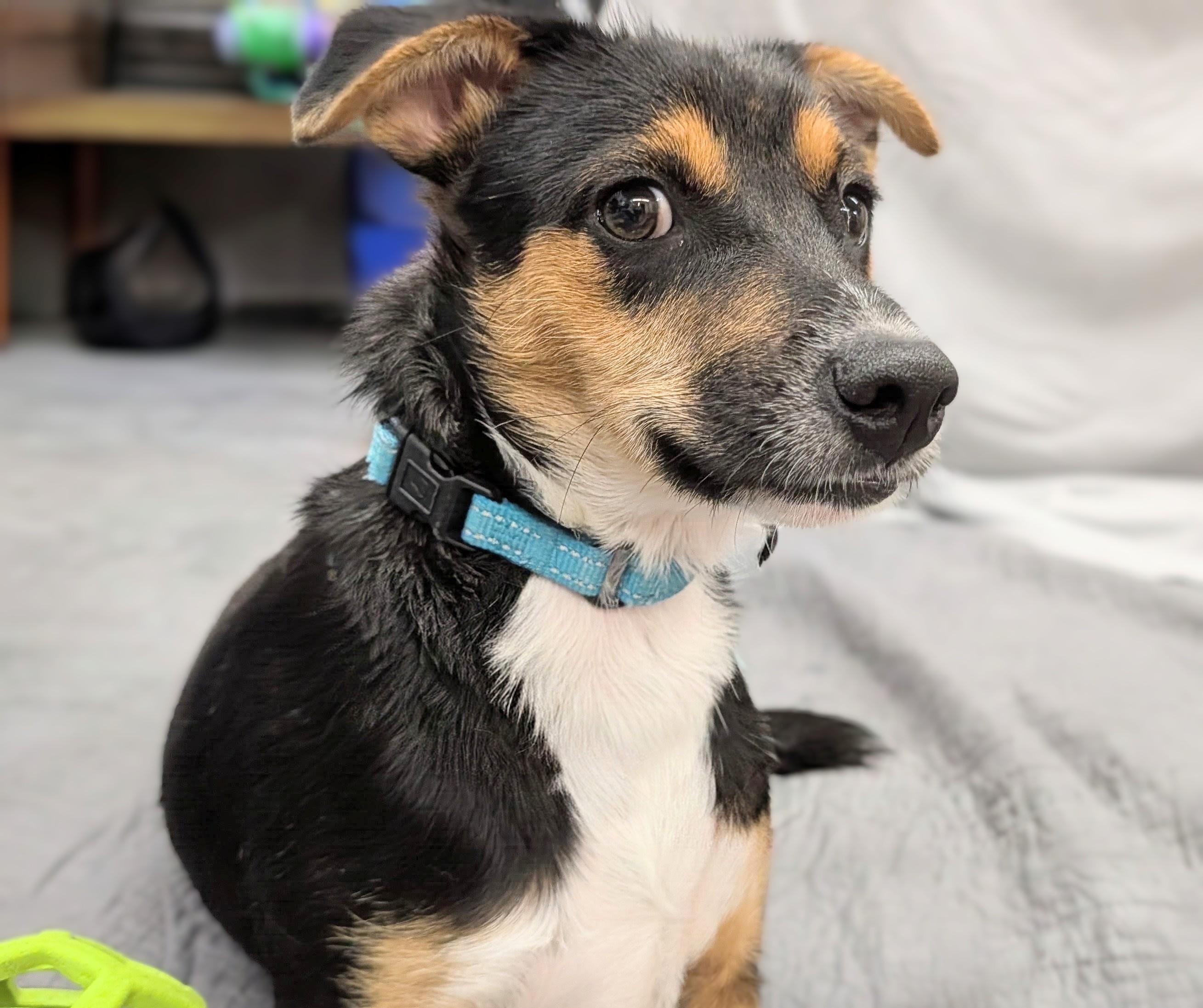 Enlarge Pancake, a Adopted Mixed Breed in Mauston, WI image 1/1