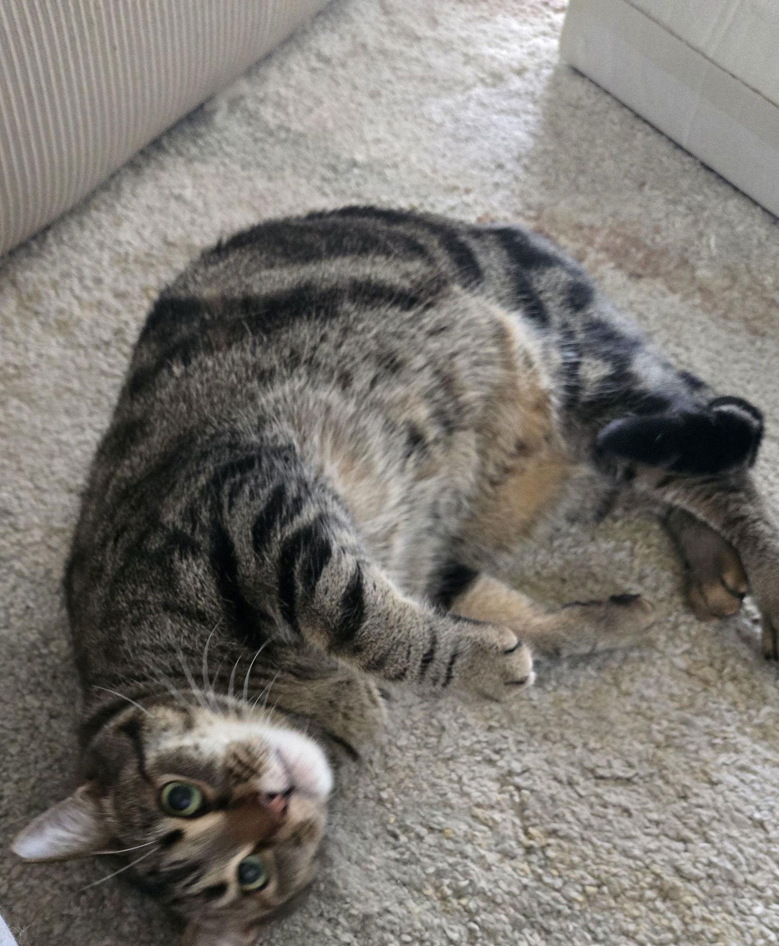 Gabe, Adoptable, Adult Male Tabby.