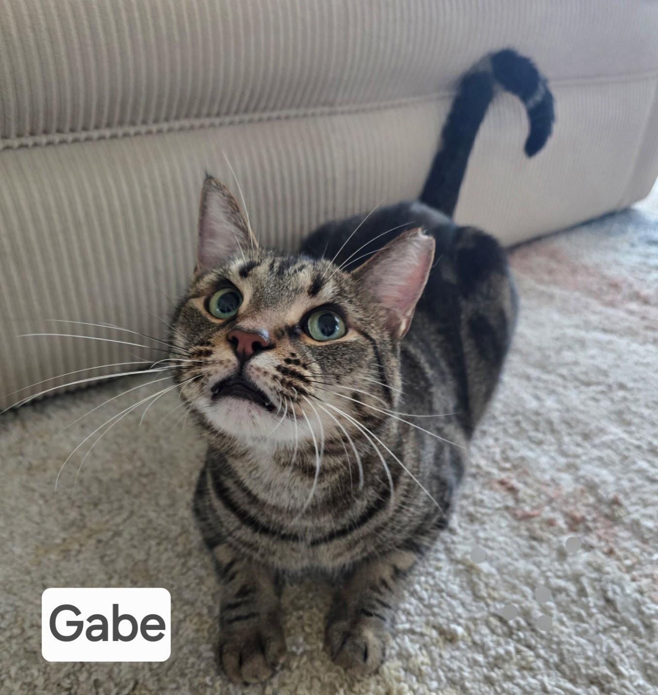 Enlarge Gabe, a Adoptable Tabby in Versailles, KY image 2/2