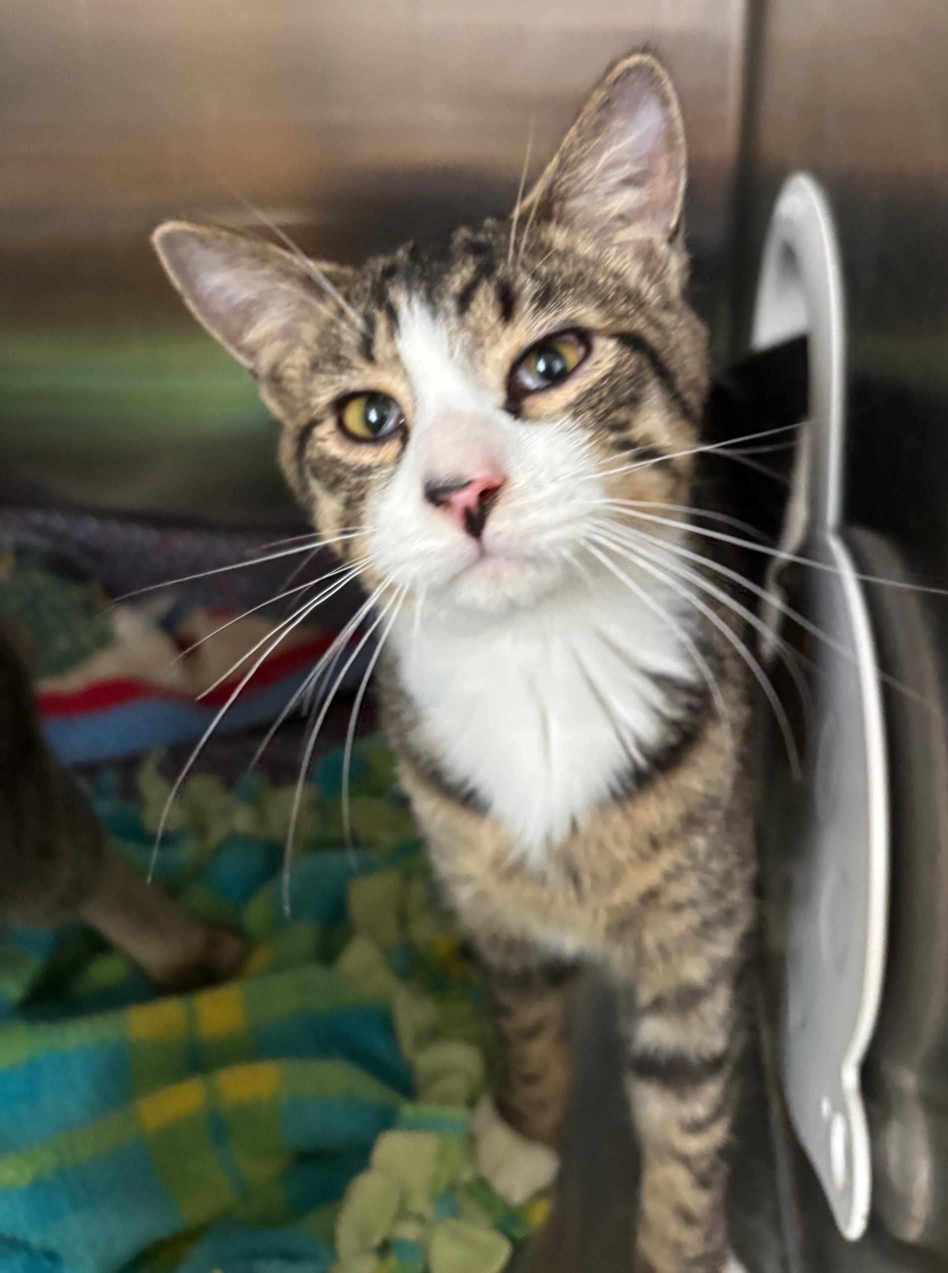 Harry Houdini, Adoptable, Young Male Tabby.