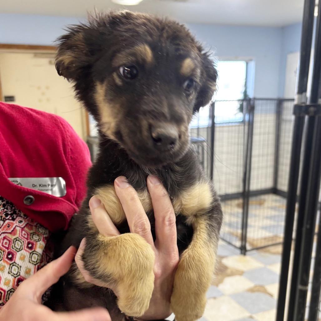 Aelin, adopted, Puppy Female Shepherd.