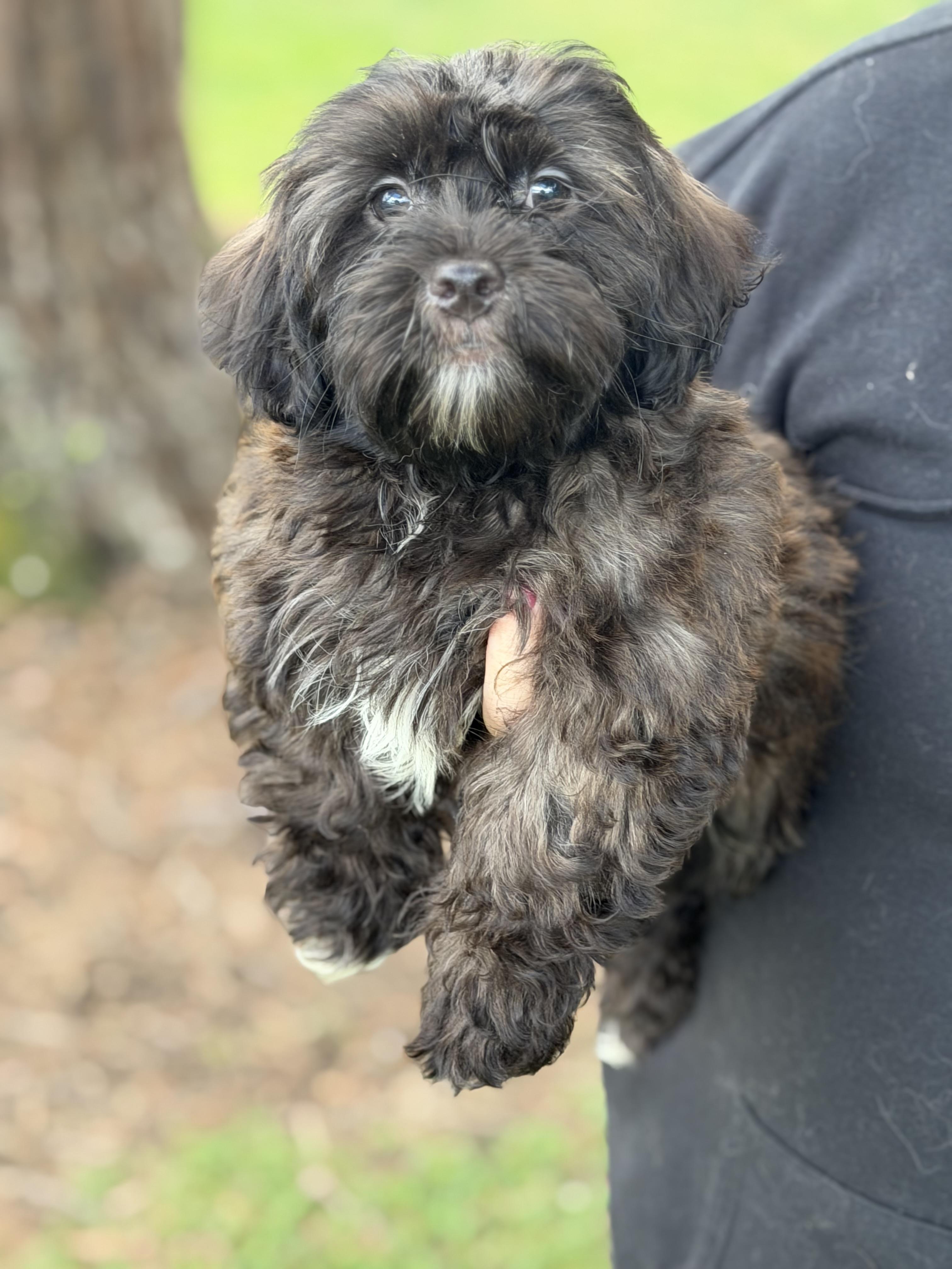 Enlarge Comet, a Adoptable mixed breed in Yuba City, CA image 3/3