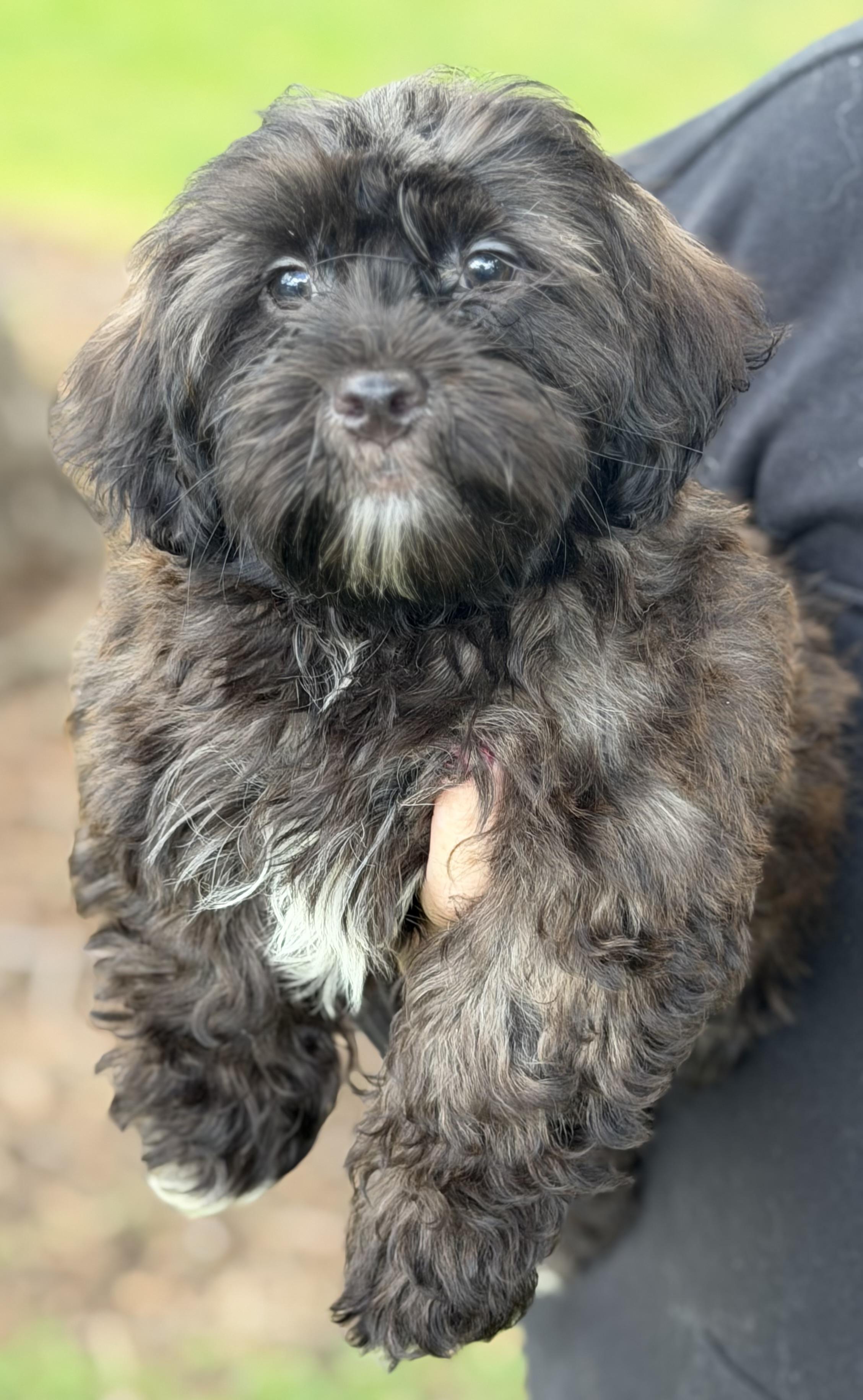 Enlarge Comet, a Adoptable mixed breed in Yuba City, CA image 2/3